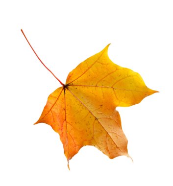 renkli sonbahar akçaağaç yaprağı üzerinde beyaz izole