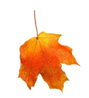 renkli sonbahar akçaağaç yaprağı üzerinde beyaz izole