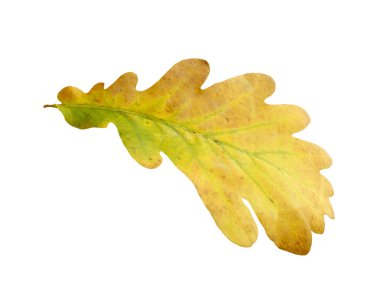 Meşe ağacı terk izole üzerinde beyaz arka plan