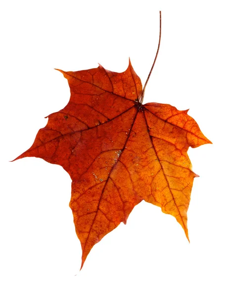 Hoja de arce de otoño colorido aislado en blanco —  Fotos de Stock