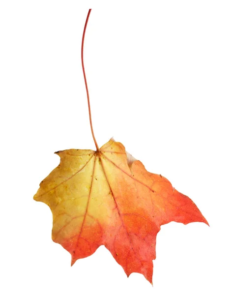 Colorful autumn maple leaf isolated on white — Stock Photo, Image