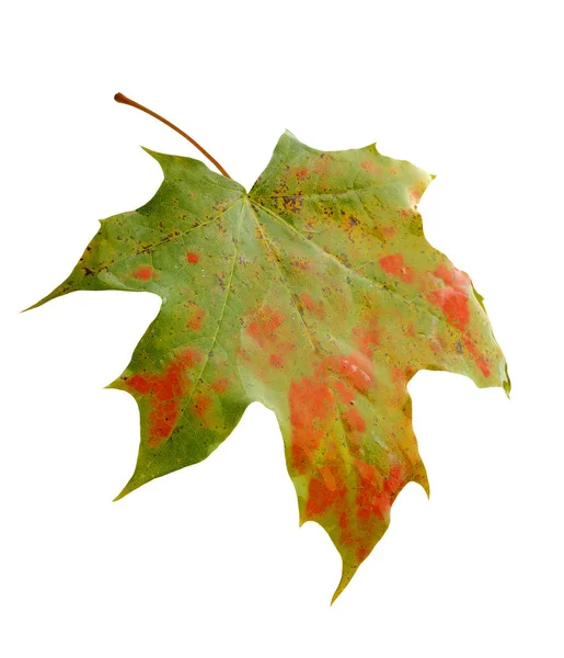 Барвистий осінній кленовий лист ізольований на білому — стокове фото