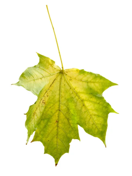 Colorful autumn maple leaf isolated on white — Stock Photo, Image