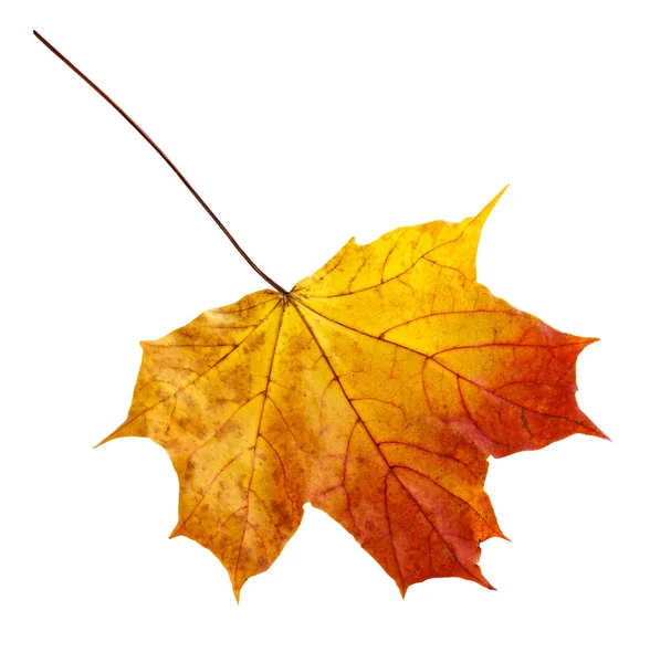 Feuille d'érable d'automne colorée isolée sur blanc Images De Stock Libres De Droits