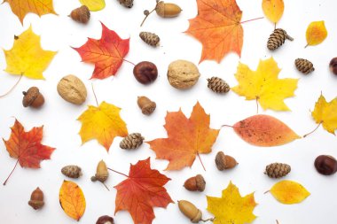 Sonbahar kompozisyonu. Beyaz arka planda sonbahar kurumuş yapraklar. Düz yatış, üst görünüm