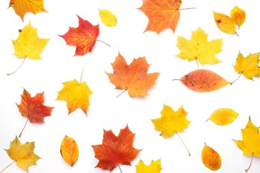 Sonbahar kompozisyonu. Beyaz arka planda sonbahar kurumuş yapraklar. Düz yatış, üst görünüm