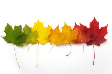 Beyaz arka plan üzerinde bir dizi renkli sonbahar yaprakları