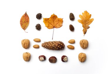 Sonbahar kompozisyon. Sonbaharında yapılan desen bırakır, çam kozalakları beyaz arka plan üzerinde. Düz yatıyordu, en iyi görünümü