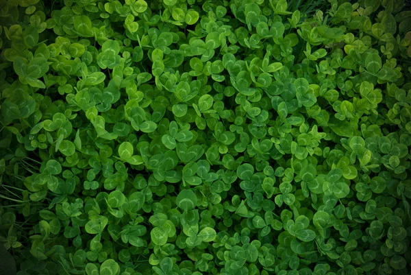 Background green shamrock, fresh color, shamrock plant — Stock Photo, Image