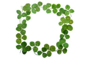 Yonca çerçeve, beyaz izole bırakır. Üstten Görünüm. Düz yatıyordu