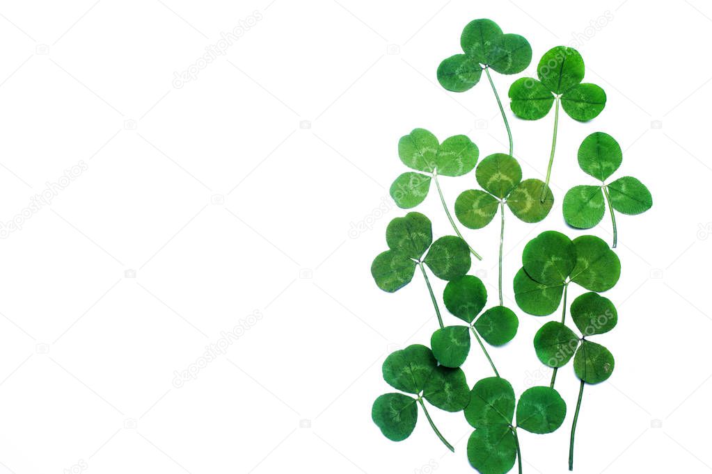 a clover isolated on white background. Top view