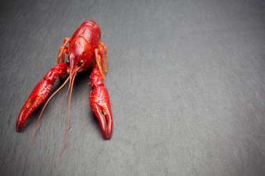 Siyah kayrak masada kırmızı pişmiş ıstakoz