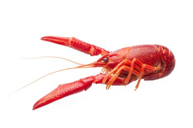 Beyaz arka planda izole edilmiş haşlanmış kırmızı kerevit