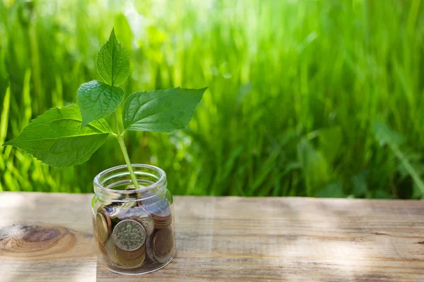 生长在硬币玻璃罐上的植物。概念省钱硬币 — 图库照片