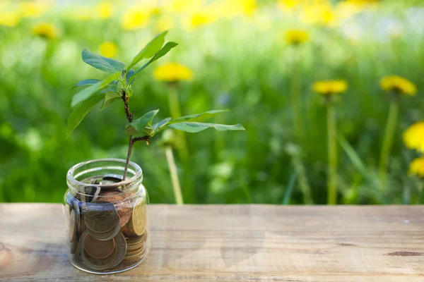 コインガラス瓶に成長する植物。コインを節約する概念お金 — ストック写真