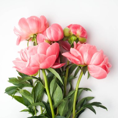 Çerçevenin ortasında beyaz bir arka planda bir buket taze şakayık. düz yatış, üst görünüm