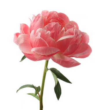 Beyaz arka planda izole edilmiş güzel pembe şakayık çiçeği.