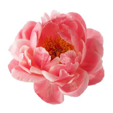 Beyaz arka planda izole edilmiş güzel pembe şakayık çiçeği.