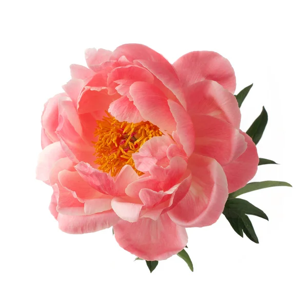 Mooie roze pioenroos bloem geïsoleerd op witte achtergrond — Stockfoto