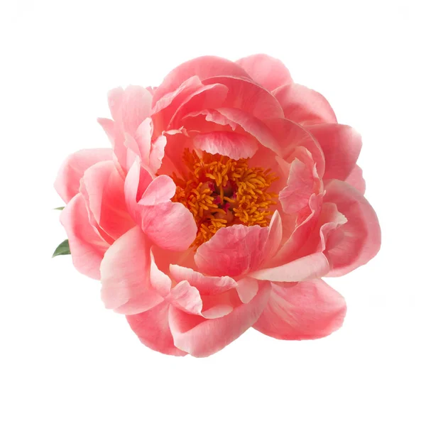 Bela flor de peônia rosa isolada no fundo branco — Fotografia de Stock