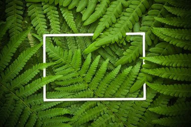 Yeşil polypody fern. Yaz ortası günü arka plan boş alan ile