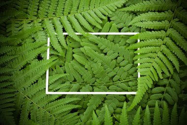 Kare çerçeve, eğrelti otu ndan yapılmış yaratıcı düzen Doğa konseptini terk eder. Midummer arka plan