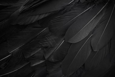 siyah tüyler arka plan yakın. Üstte görüntü