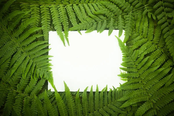 Green polypody fern. Midsummer day background with free space — Stock Photo, Image