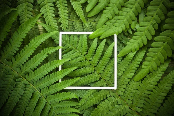 Kare çerçeve, eğrelti otu ndan yapılmış yaratıcı düzen Doğa konseptini terk eder. Midummer arka plan