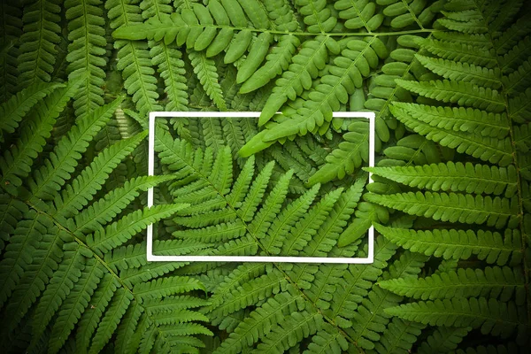 Green polypody fern. Midsummer day background with free space