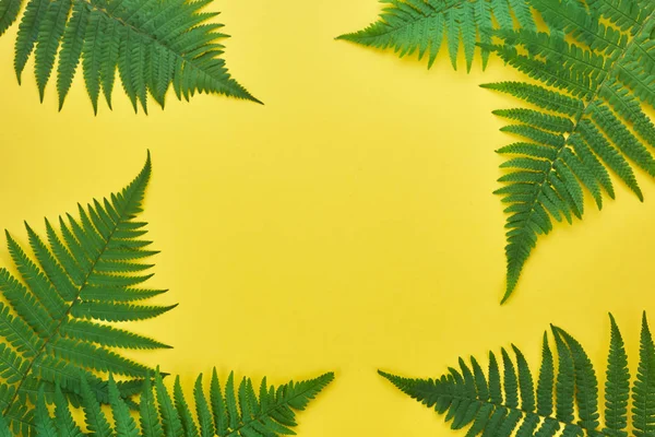 Межа листя папороті на жовтому. Вид зверху з простором для копіювання. середній літній фон — стокове фото
