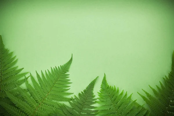 Green polypody fern. Midsummer day background with free space