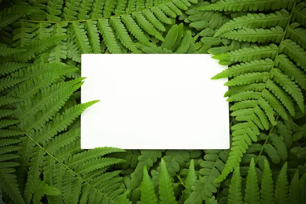 Green polypody fern. Midsummer day background with free space