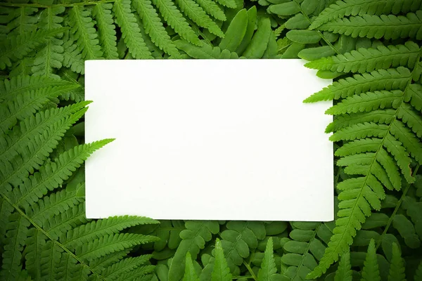 Green polypody fern. Midsummer day background with free space