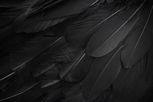 close up of black feathers background. Top view