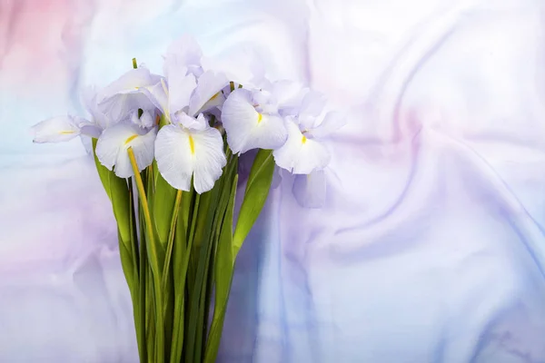 Våren natur bakgrund med vackra iris blommor — Stockfoto