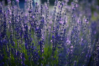 Yazın Lavanta Tarlası. Aromaterapi. Doğa Kozmetik. Yakın çekim
