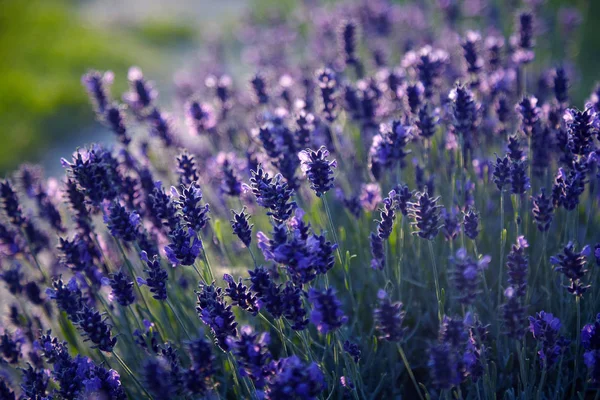 Lavender Field in the summer. Aromatherapy. Nature Cosmetics. Close up