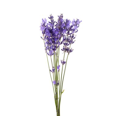 Lavanta çiçekleri beyaz arkaplanda izole edilmiş.
