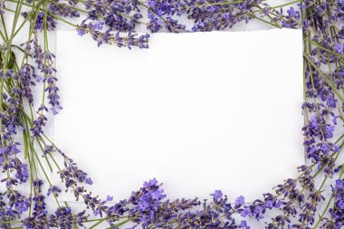 Çiçek kompozisyonu. Çerçeve beyaz arka plan üzerinde taze lavanta çiçekleri yapılmış. Düz döşeme, üst görünüm, kopyalama alanı, kare