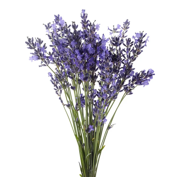 Lavendel Blumen Strauß gebunden isoliert auf weißem Hintergrund — Stockfoto