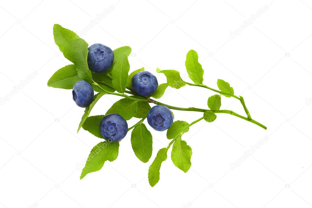 Frash blueberry branch isolated on white background