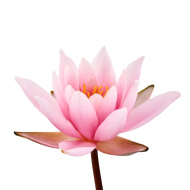 Pembe Lotus veya Nilüfer beyaz arka plan üzerinde izole