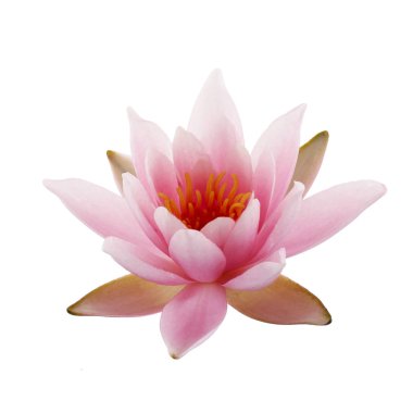 Pembe Lotus veya Nilüfer beyaz arka plan üzerinde izole