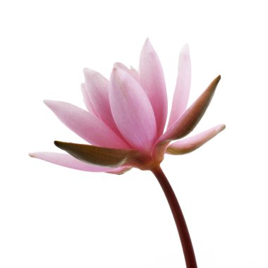 Pembe Lotus veya Nilüfer beyaz arka plan üzerinde izole