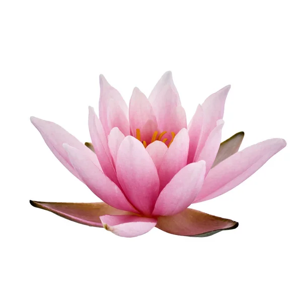 Pink Lotus or Water lily isolated on white background