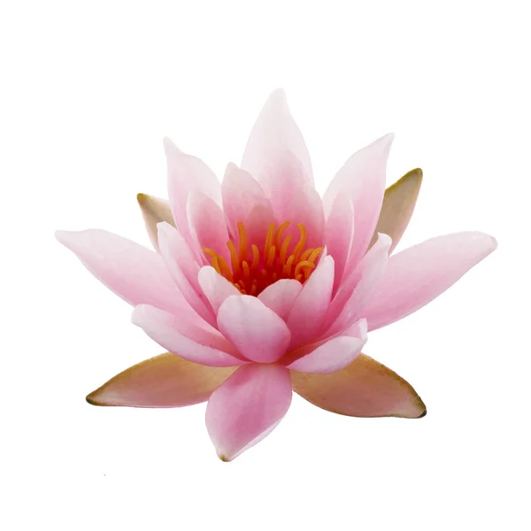 Pink Lotus or Water lily isolated on white background — Stock Photo, Image