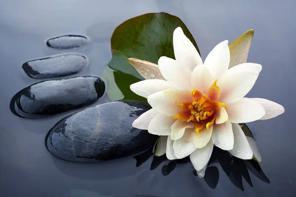 Spa naturaleza muerta con lirio de agua y piedra zen en una piscina serenidad — Foto de Stock