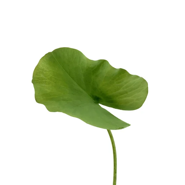 Lótus folha verde isolado no fundo branco, incluem caminho de recorte — Fotografia de Stock