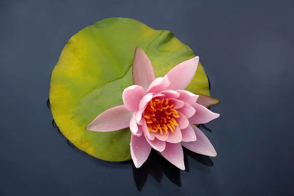 Όμορφα ροζ λωτού ή νούφαρα λουλούδια ανθίζουν στη λίμνη — Φωτογραφία Αρχείου